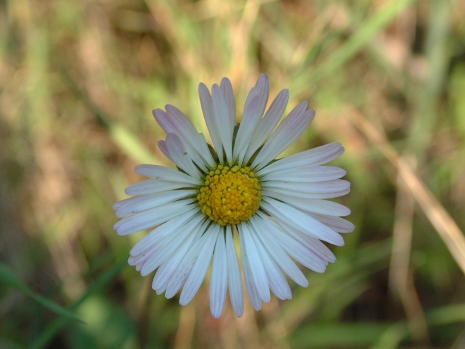 Margherite per Margherita (Ametista)